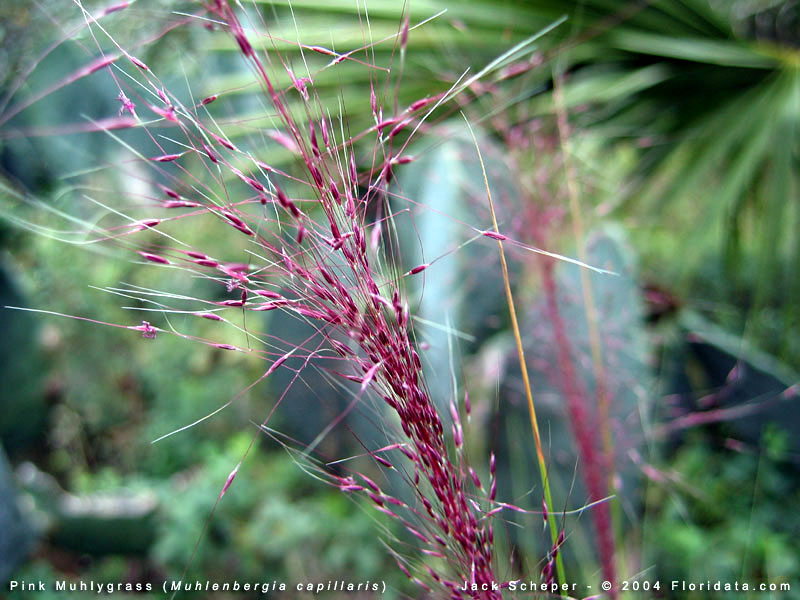 #TeachingTuesday: Muhly Grass