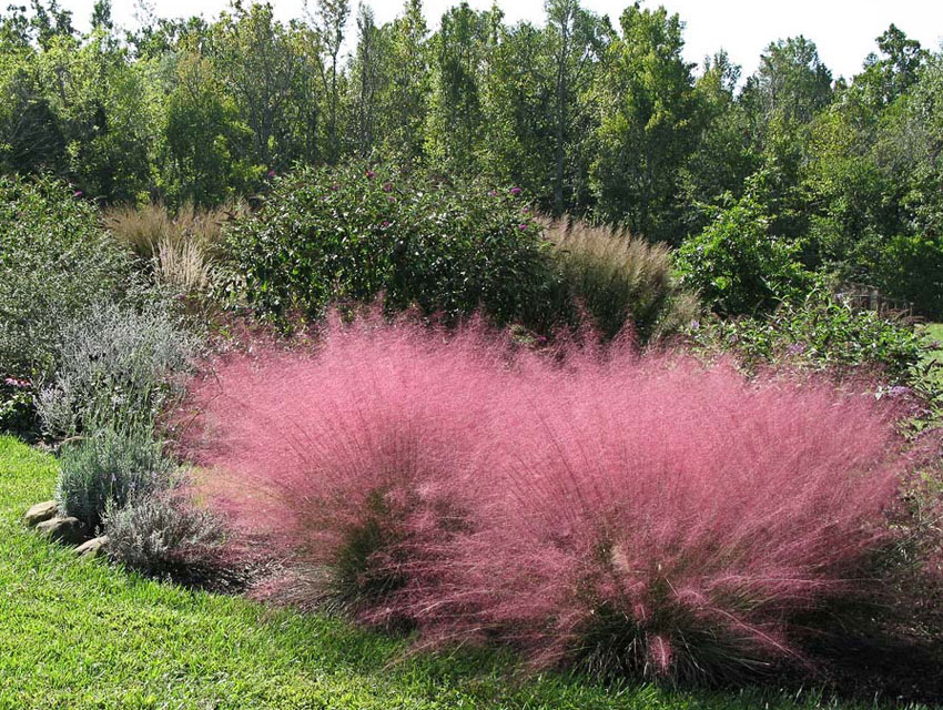 muhlenbergia_capillaris_02_ATTRIBUTE