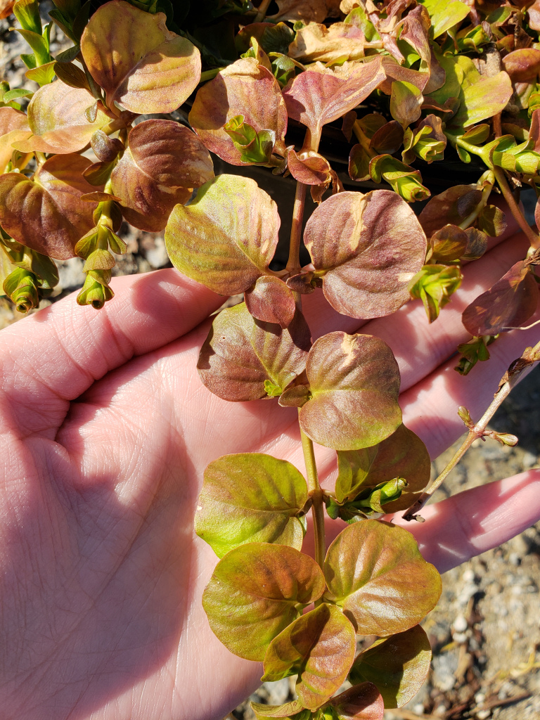 #TeachingTuesday: Creeping Jenny