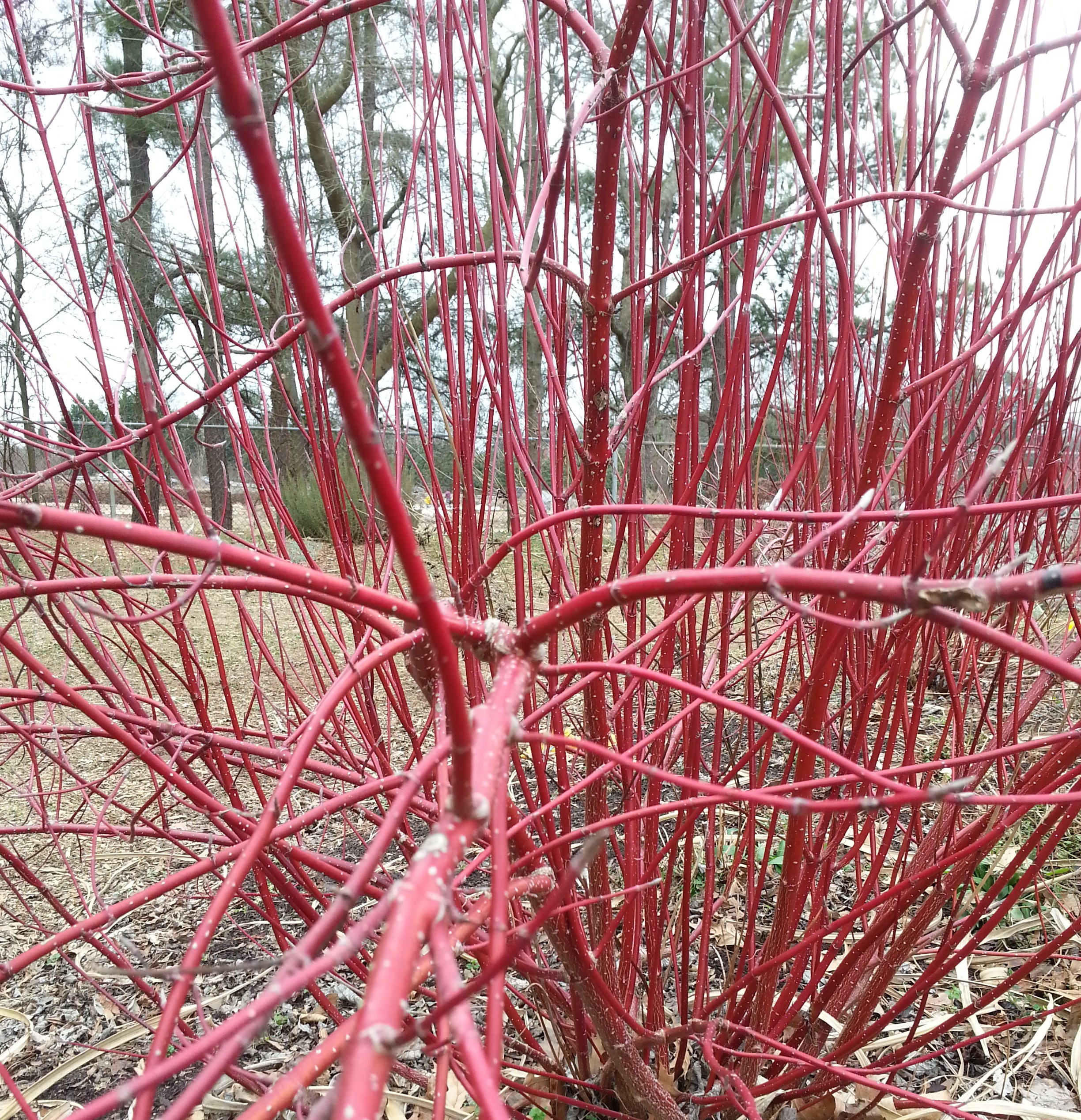 #TeachingTuesday: Red-Twig Dogwood