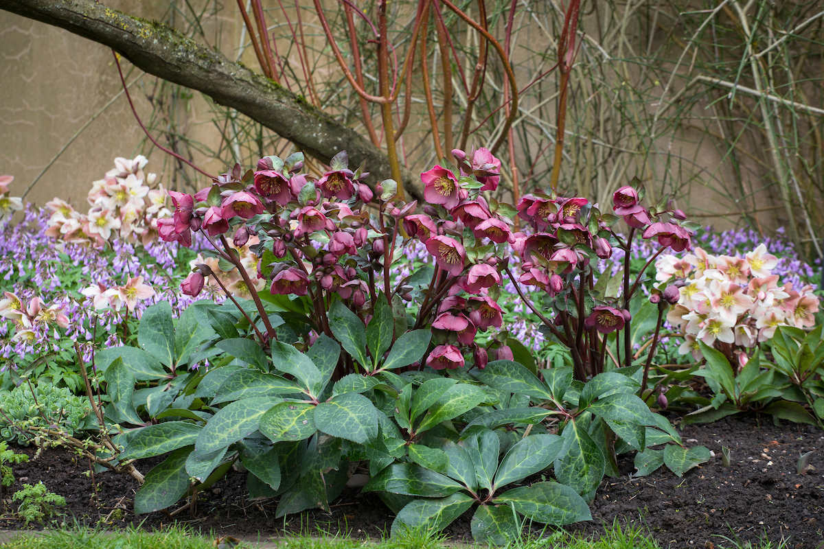 #TeachingTuesday: Camellia and Hellebore