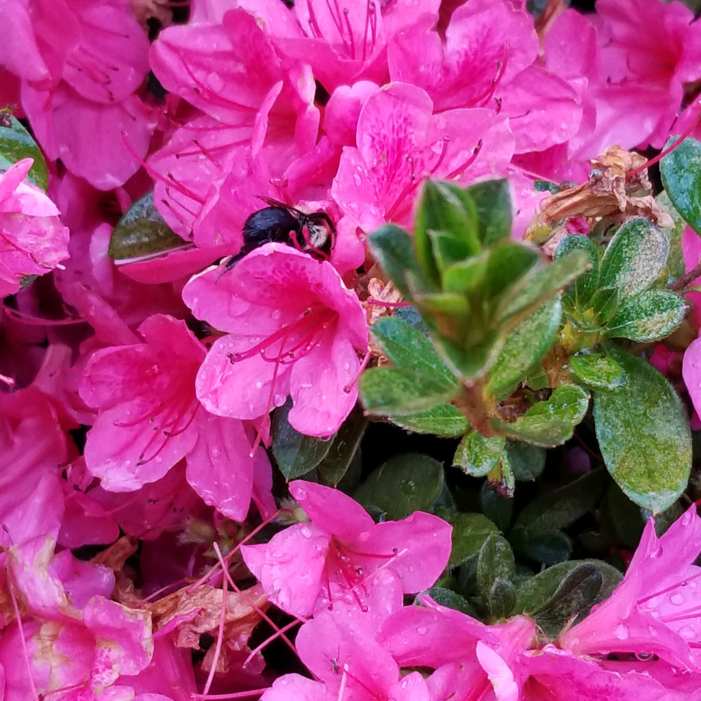 Azaleas