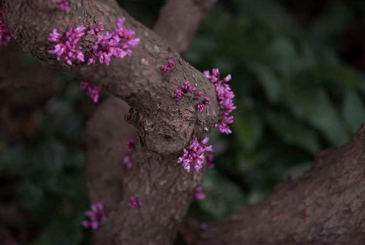 #TeachingTuesday: Redbud