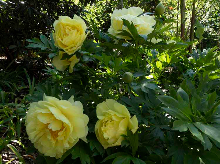 #TeachingTuesday: Peonies!