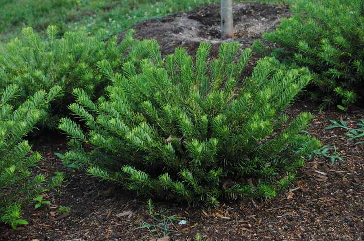 #TeachingTuesday: Cephalotaxus, Japanese Plum Yew