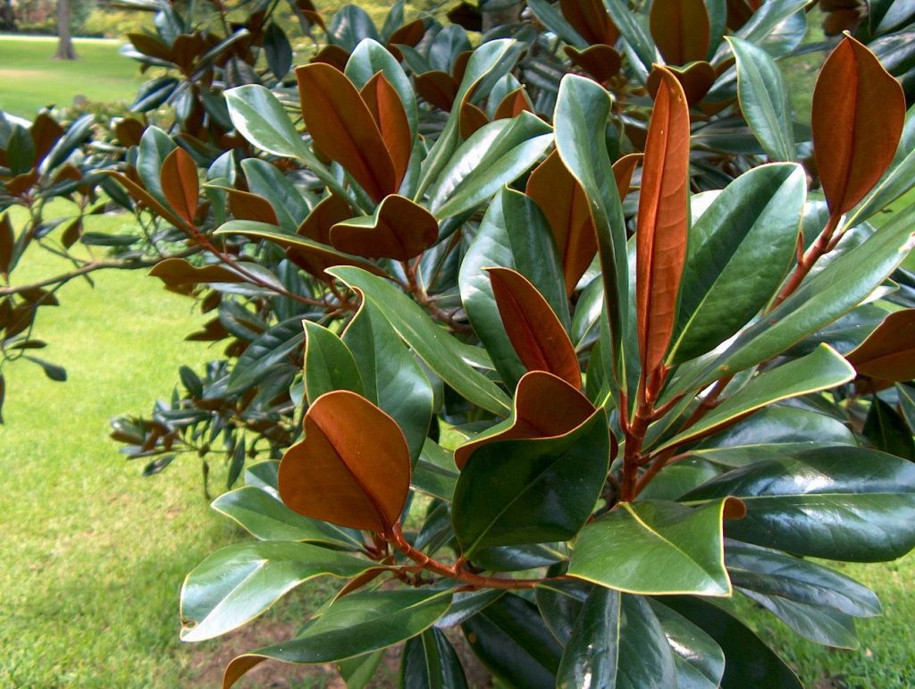 #TeachingTuesday: Southern Magnolia