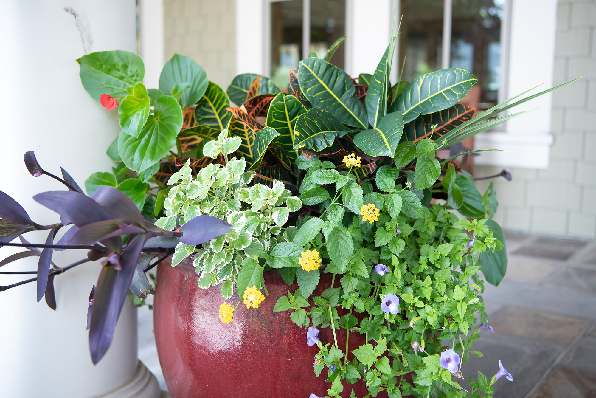 Angelonia, Wax Begonias, and Lantana