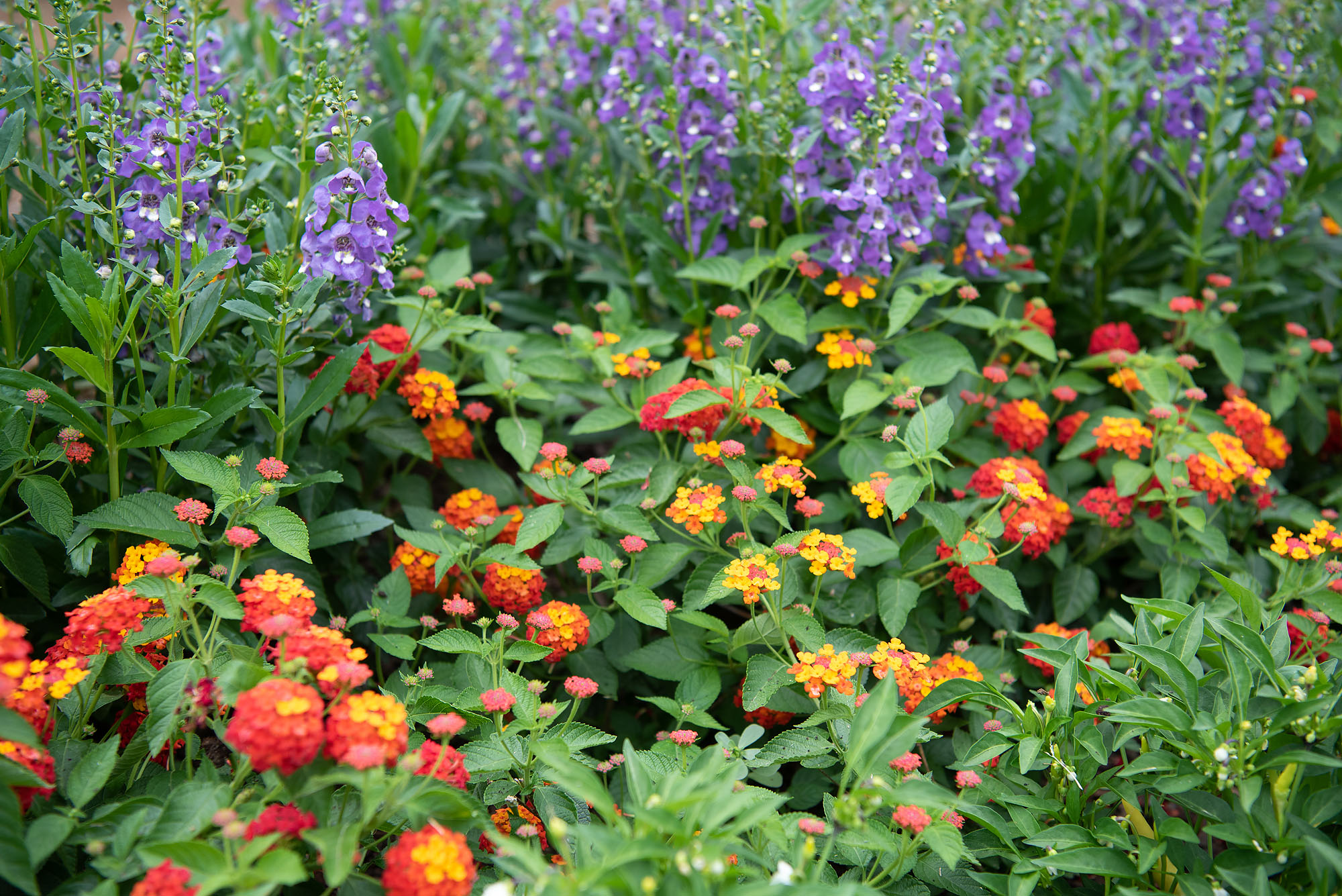 Image of Lantana and Angelonia