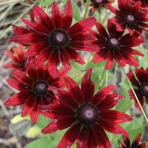 #TeachingTuesday: Rudbeckia, AKA Black-eyed Susans