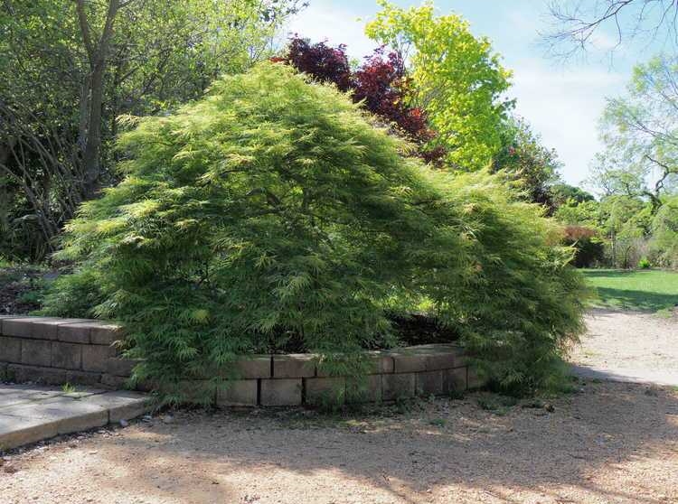 #TeachingTuesday: Japanese Maple