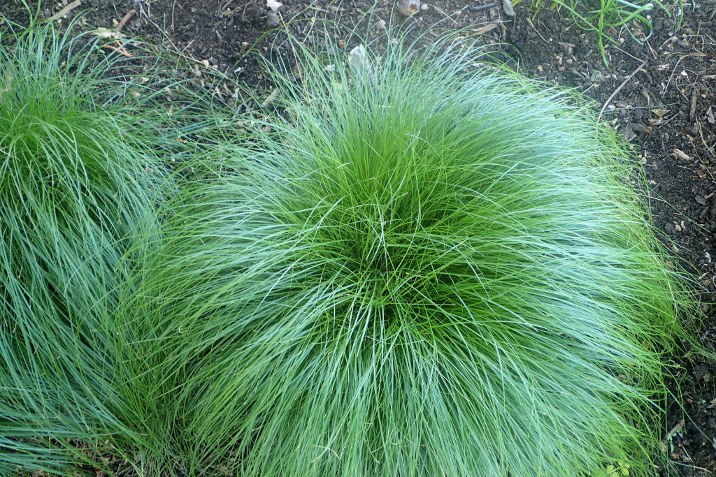 #TeachingTuesday: Carex rosea, Rosy Sedge