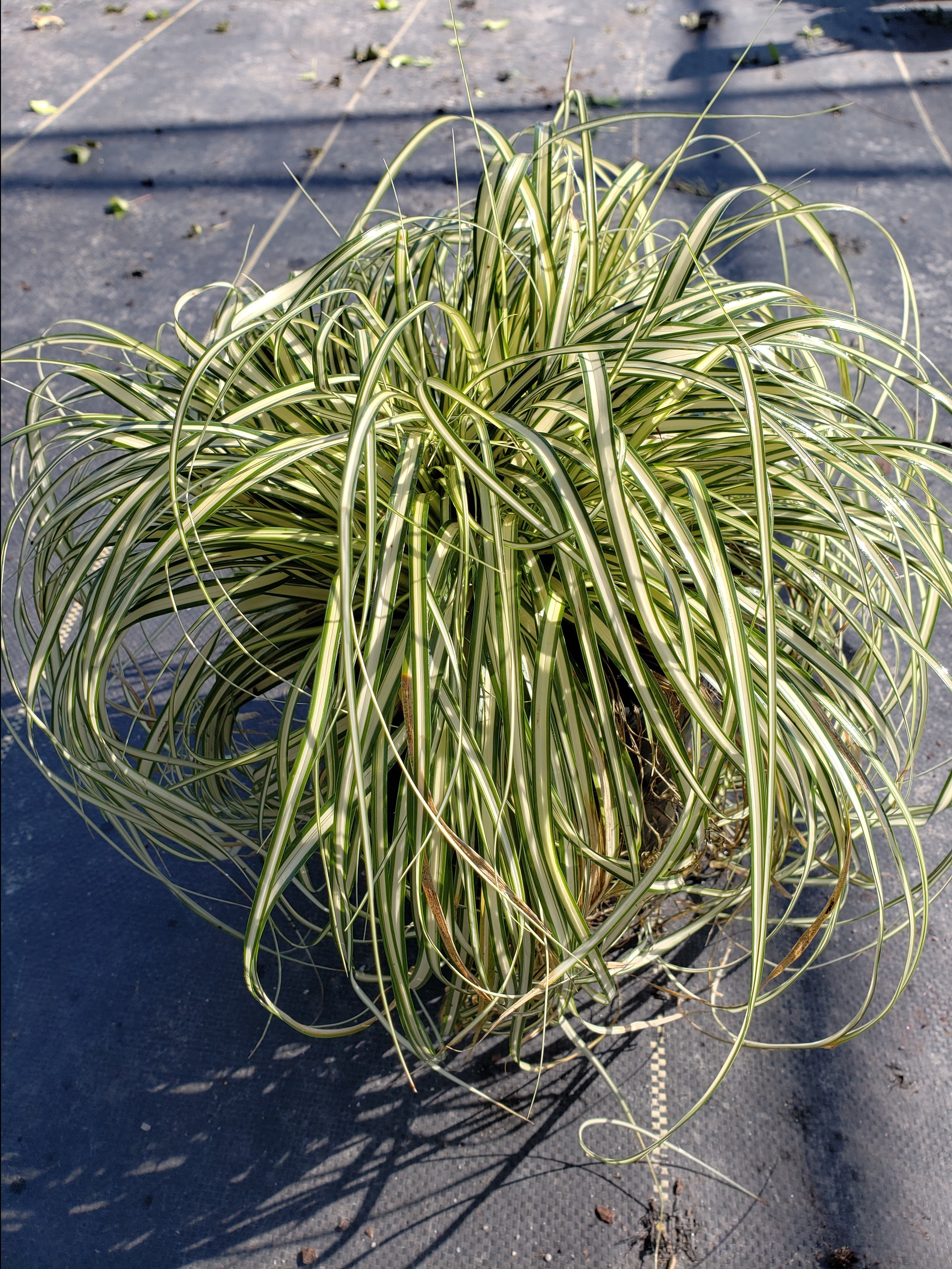 Carex oshimensis 'Evergold'