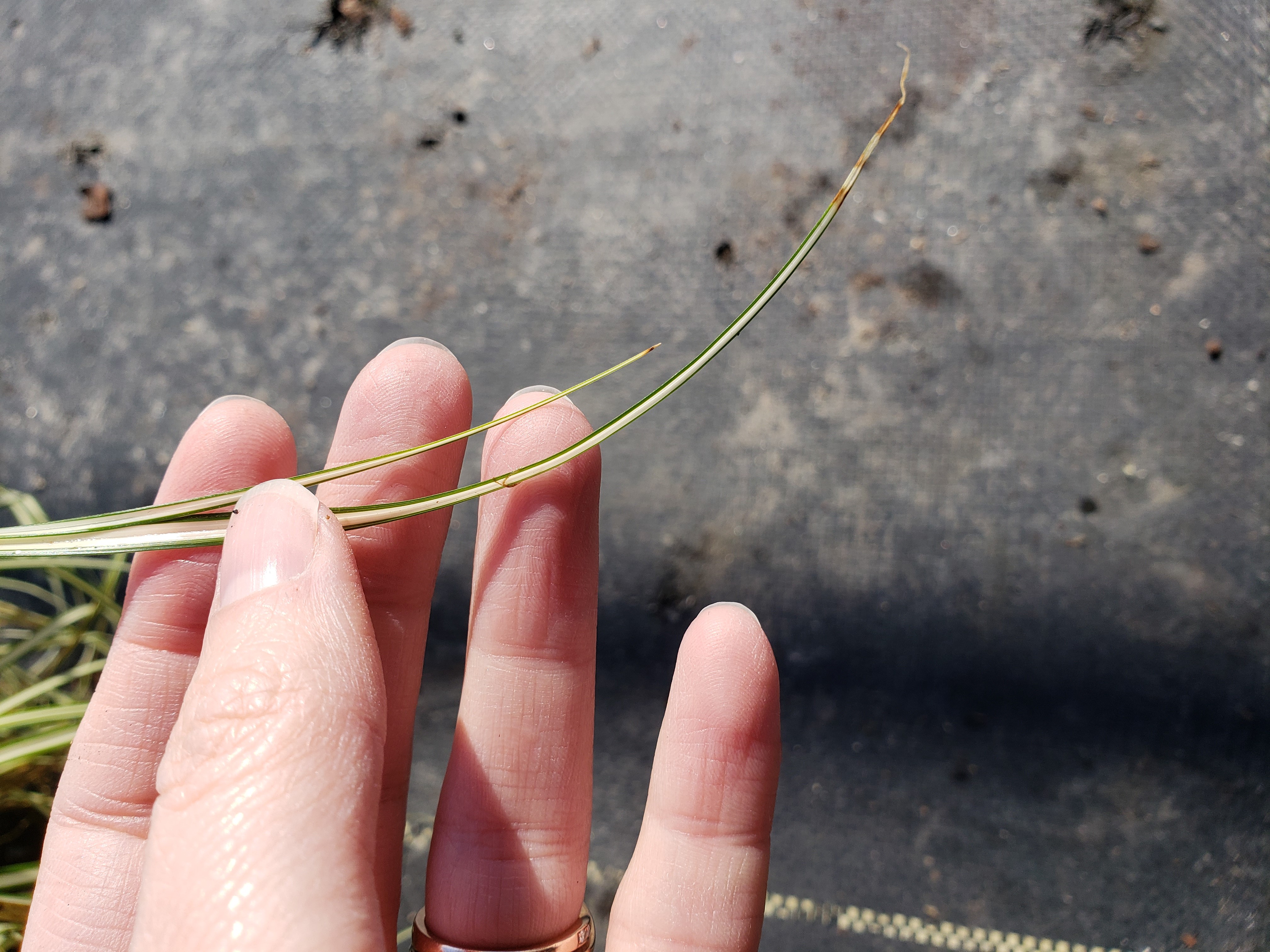 carex leaf tips