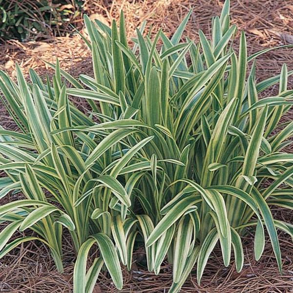 Carex oshimensis 'Evergold'