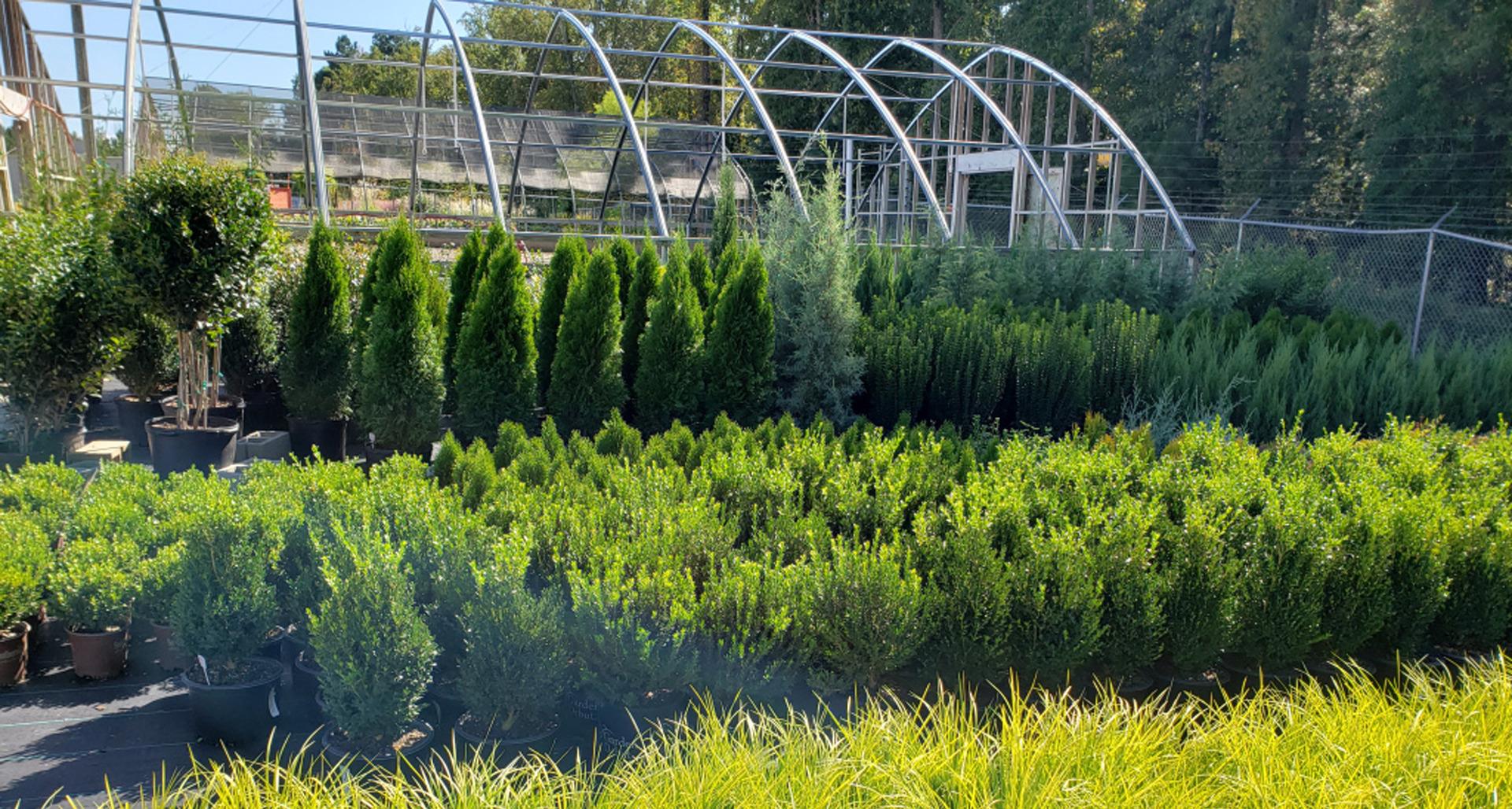 #TeachingTuesday: Acorus gramineus ‘Ogon’, Golden Variegated Sweet Flag