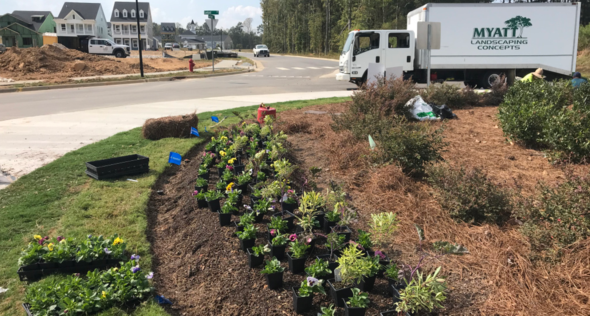 #TeachingTuesday: Pansies & Violas