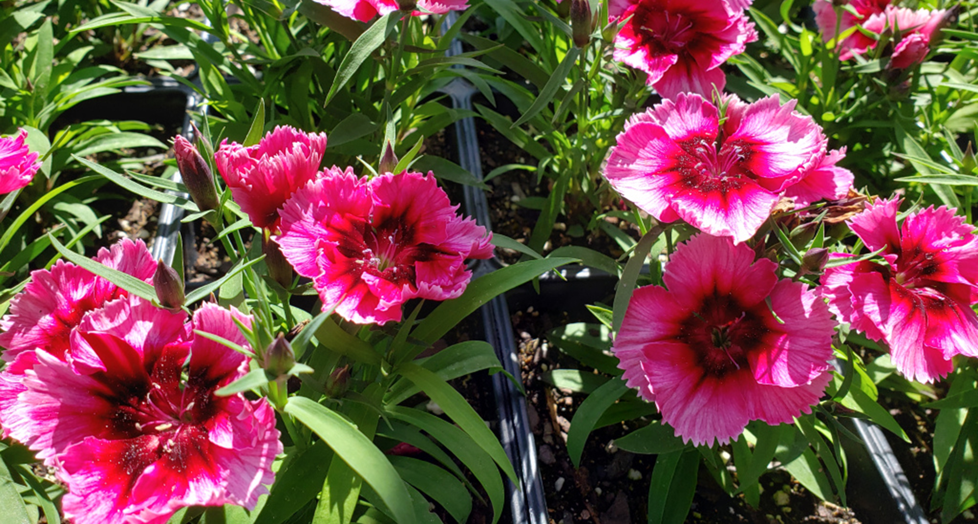 Dianthus, AKA Pinks or Sweet Williams