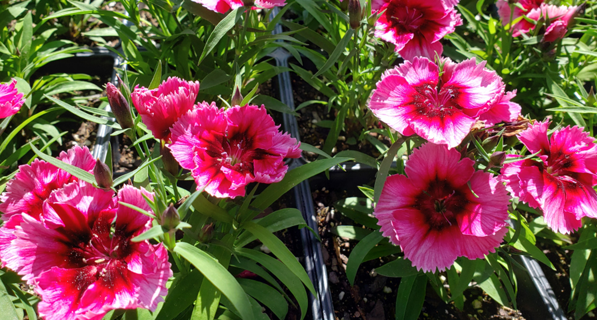 #TeachingTuesday: Dianthus, AKA Pinks or Sweet Williams