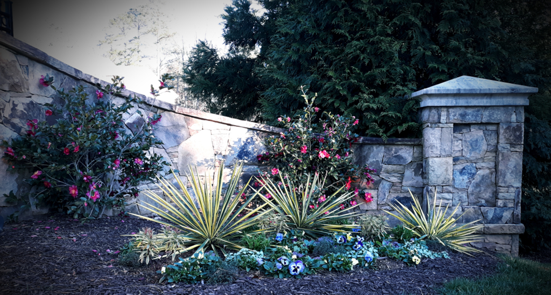 #TeachingTuesday: Euphorbia, AKA Spurge