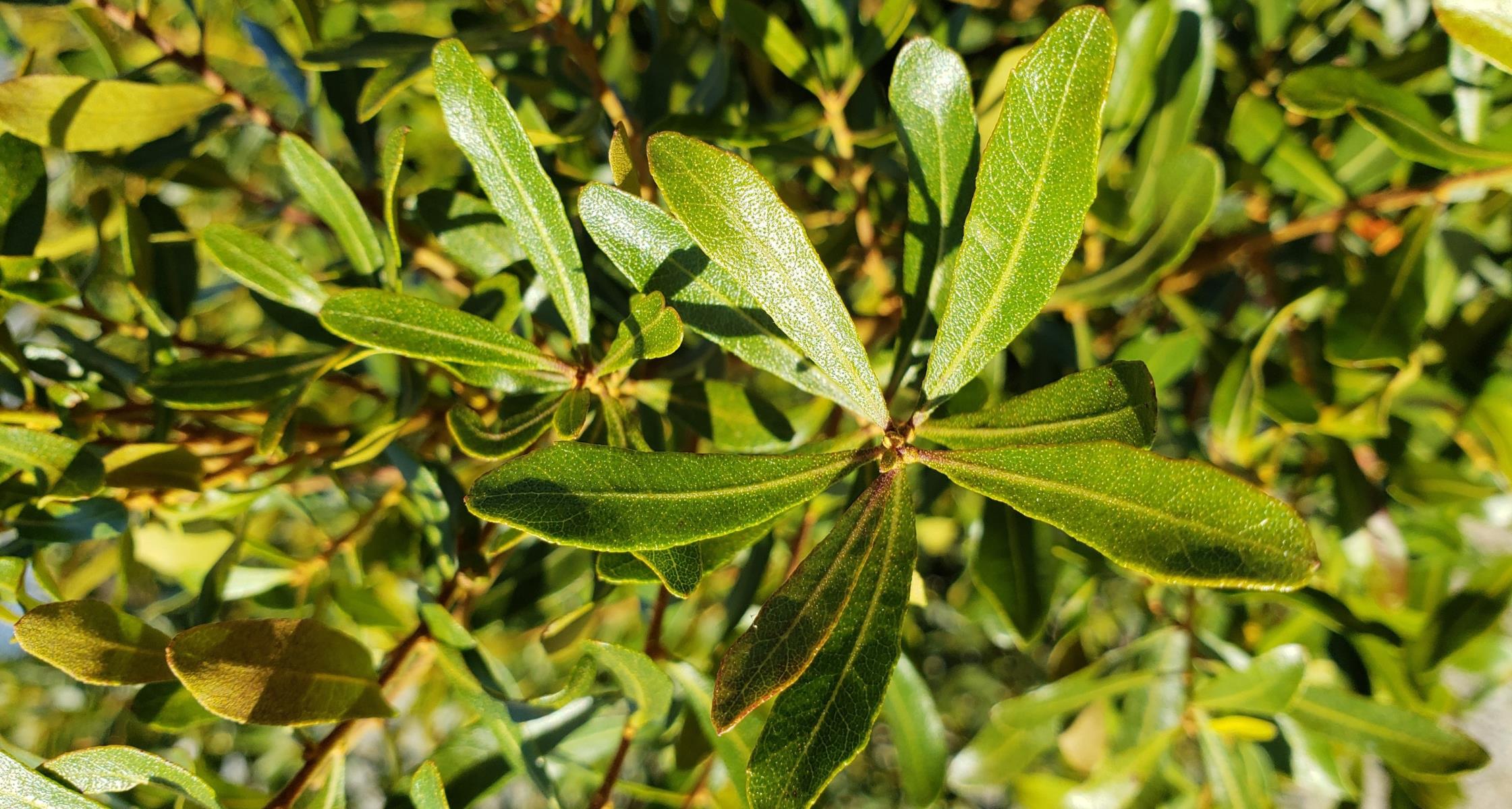 Southern Waxmyrtle