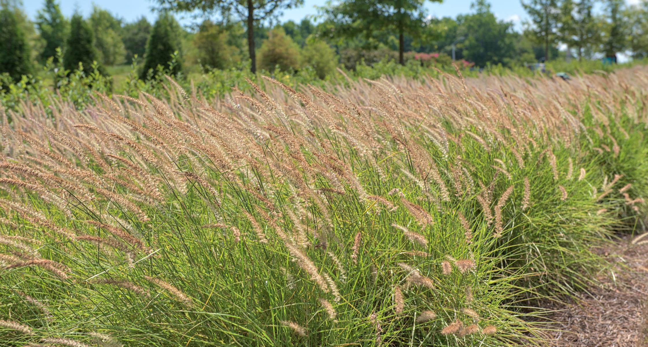Ornamental Grasses