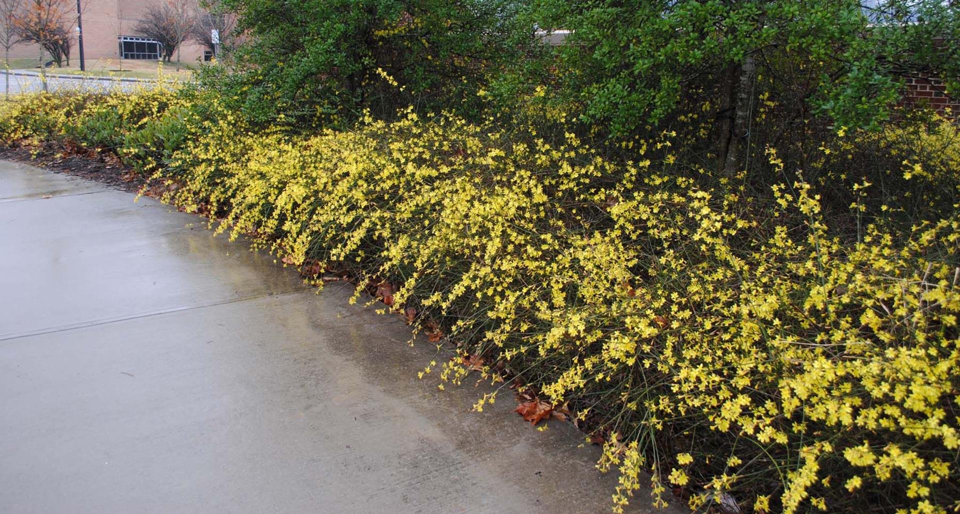 Winter Jasmine