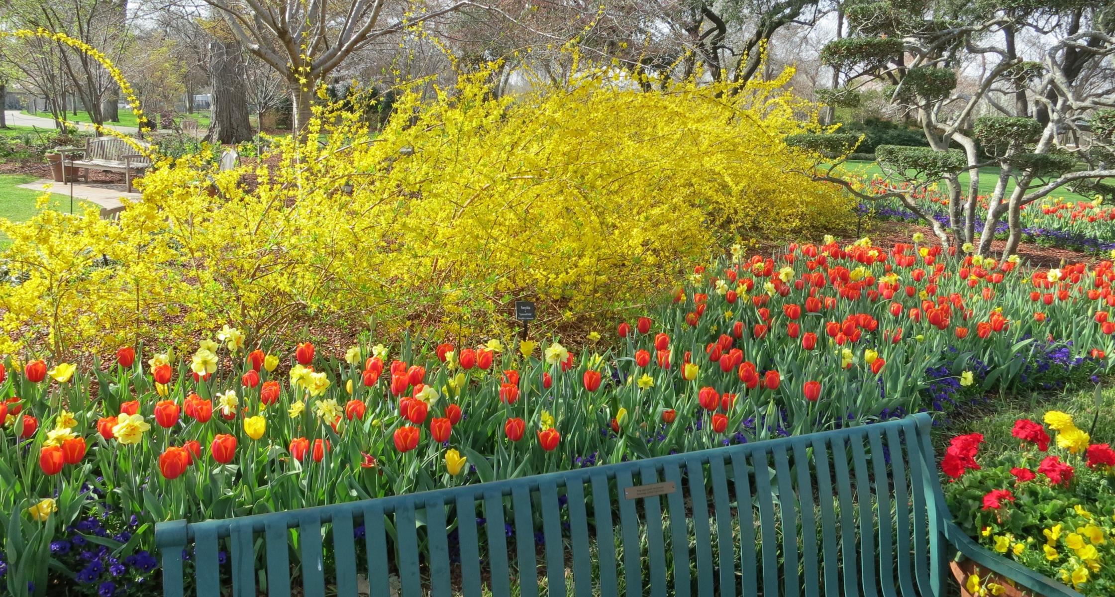 #TeachingTuesday: Forsythia