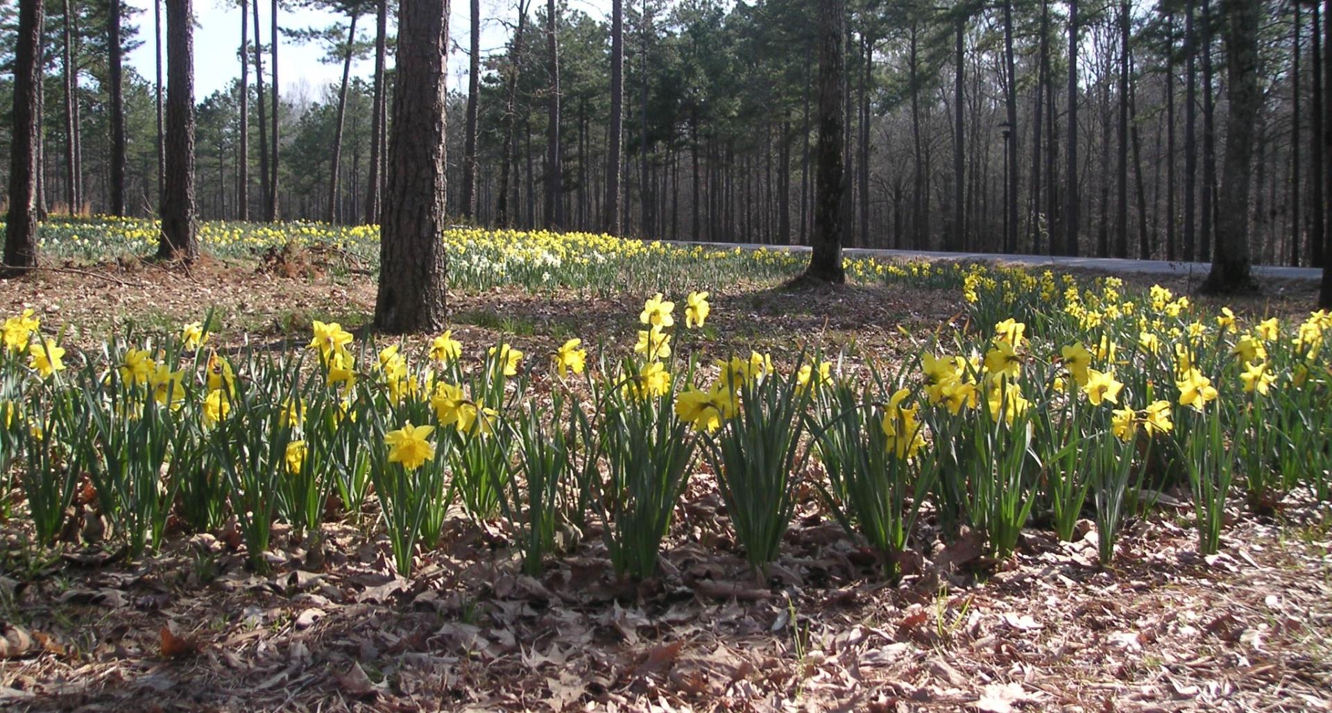 Daffodils