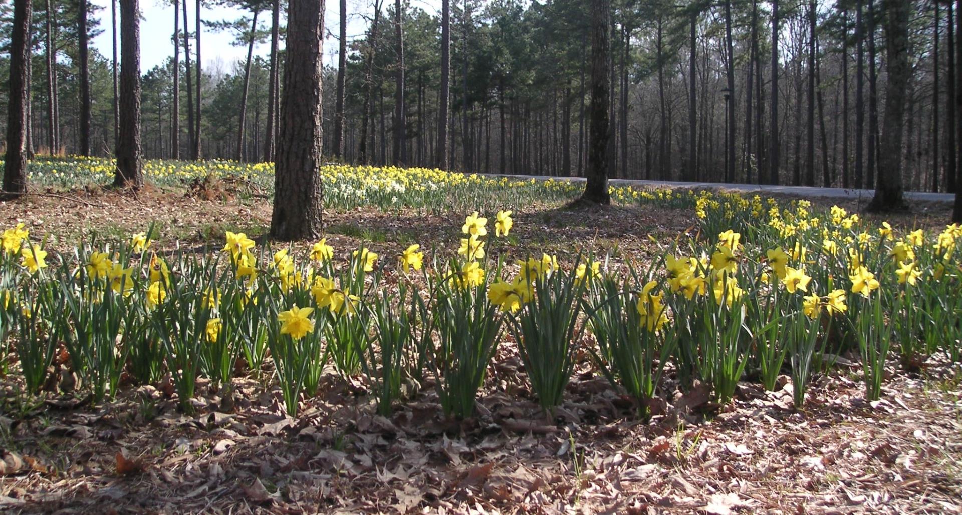 #TeachingTuesday: Daffodils