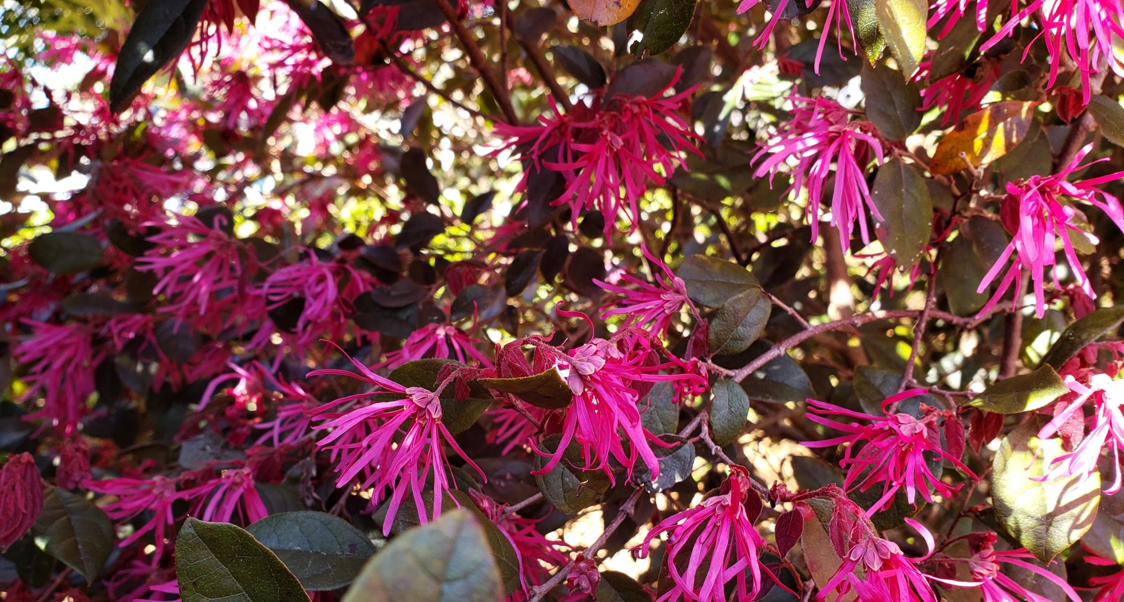 #TeachingTuesday: Loropetalum