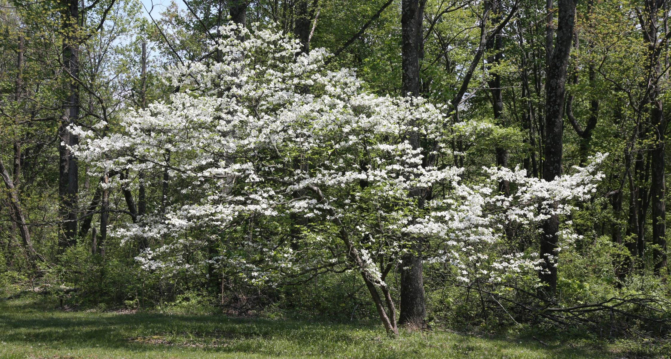 #TeachingTuesday: Dogwood