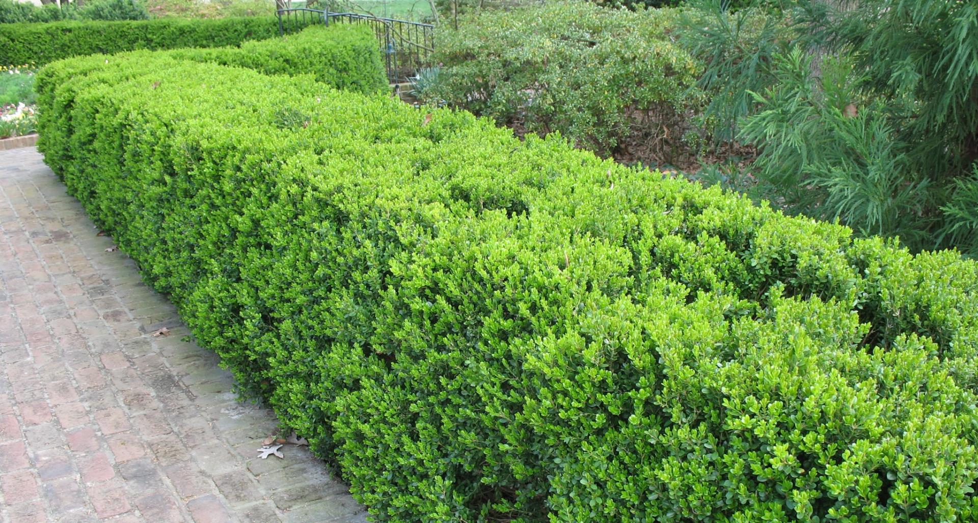 #TeachingTuesday: Korean Boxwood