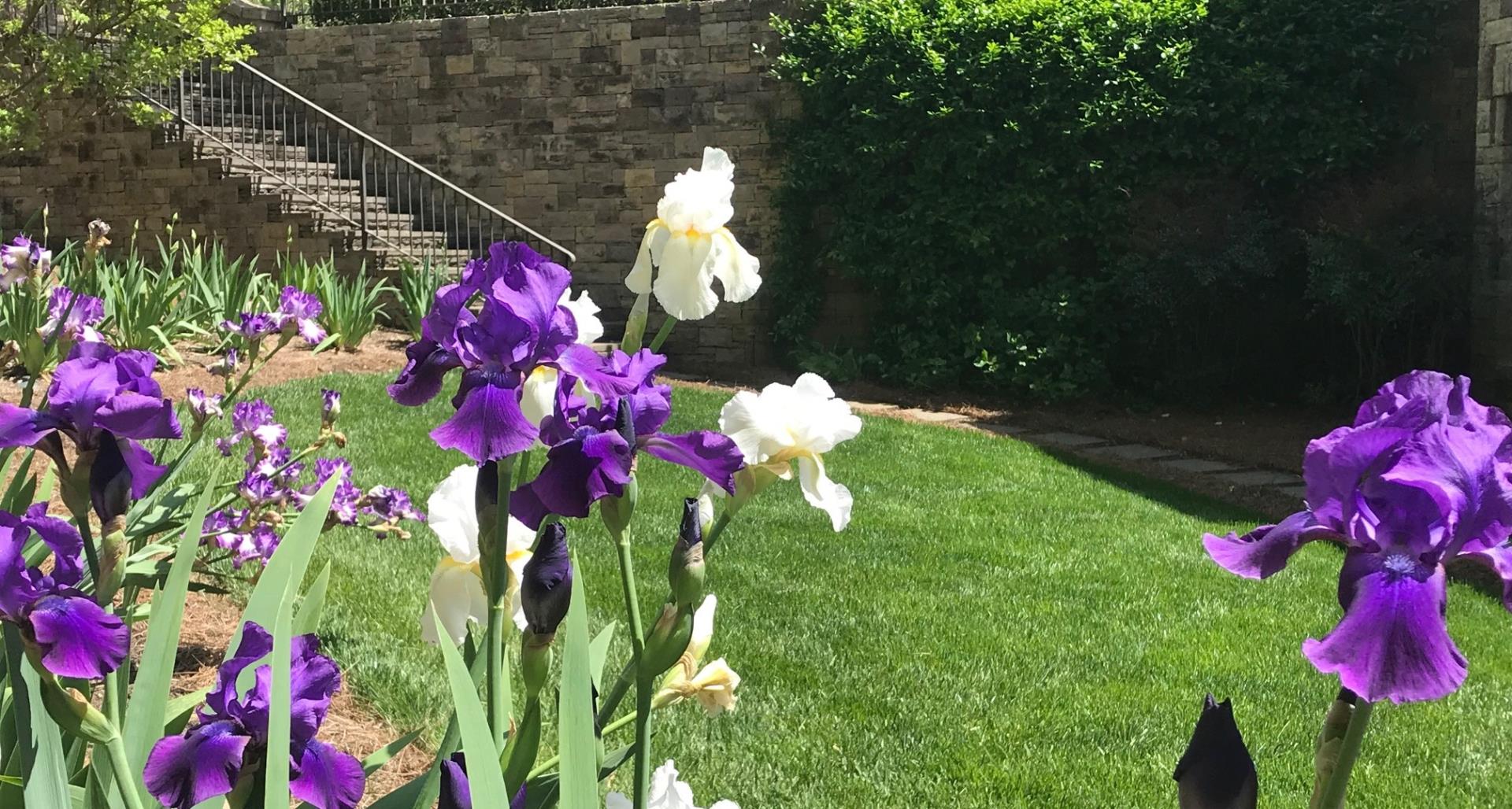 Bearded Iris