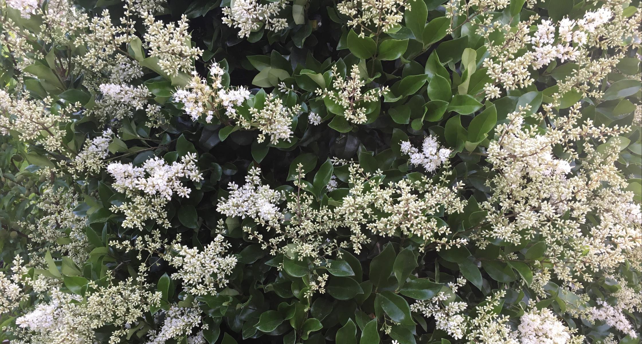 #TeachingTuesday: Ligustrum, AKA Japanese Privet