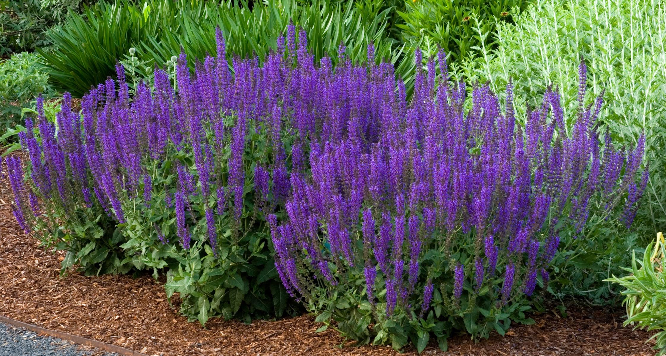 #TeachingTuesday: Meadow/Wood Sage