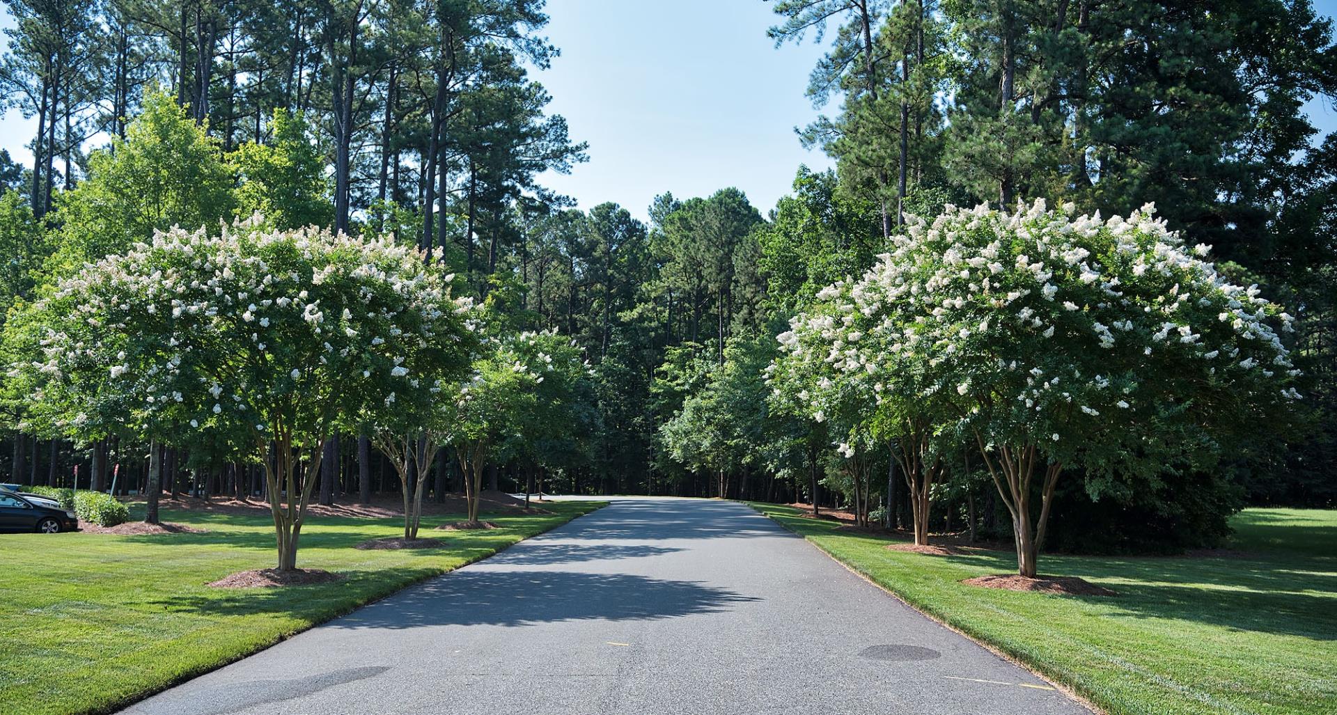 Crape Myrtles