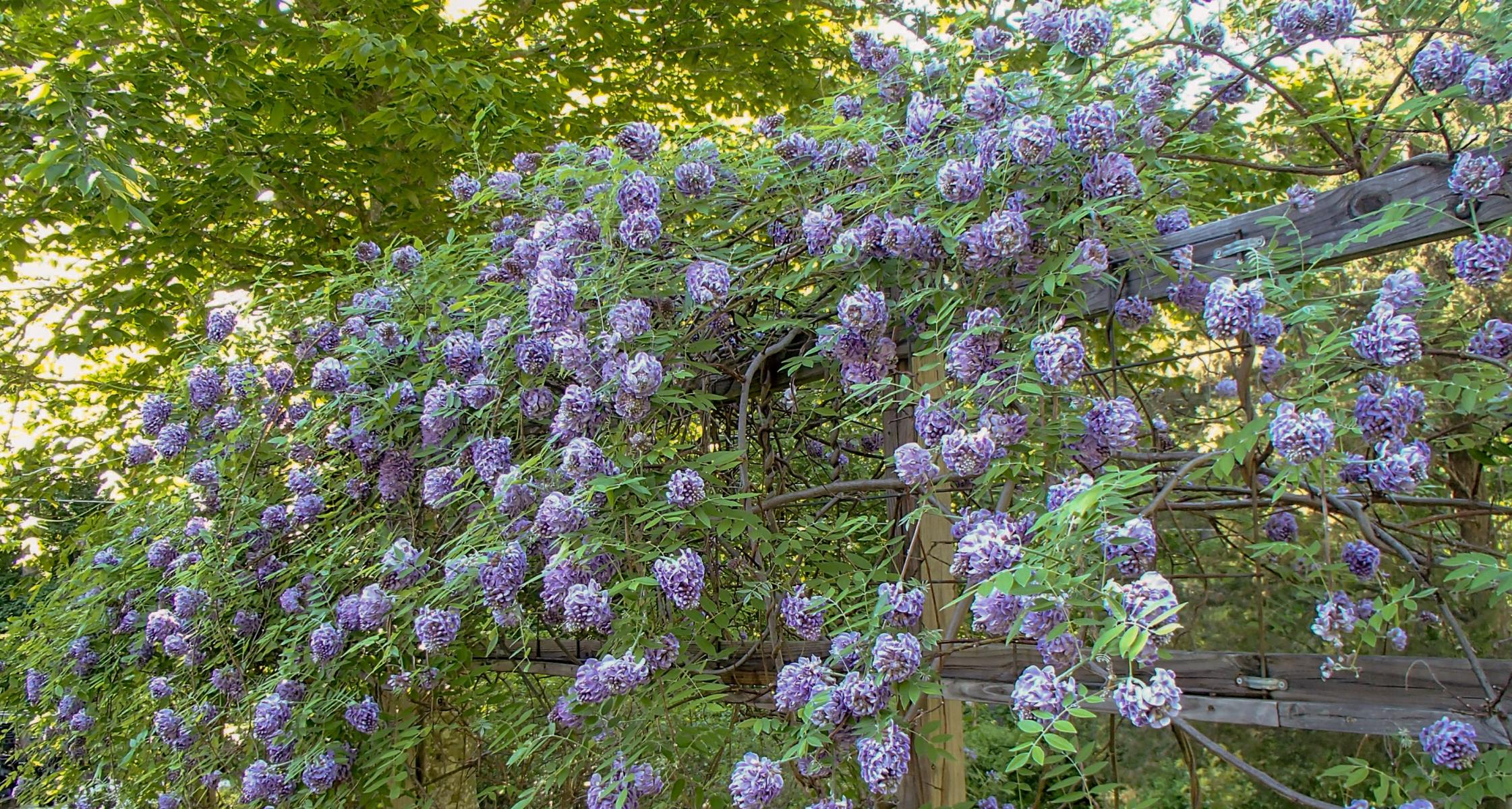 #TeachingTuesday: Wisteria