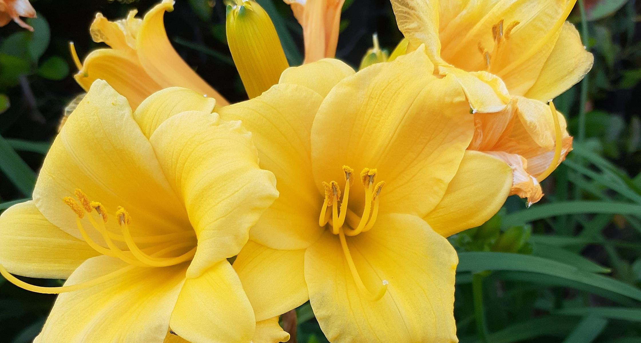 #TeachingTuesday: Daylily