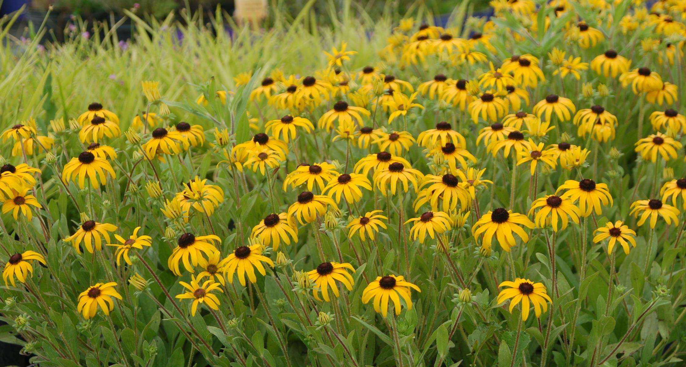 #TeachingTuesday: Coneflowers (Echinacea and Rudbeckia)