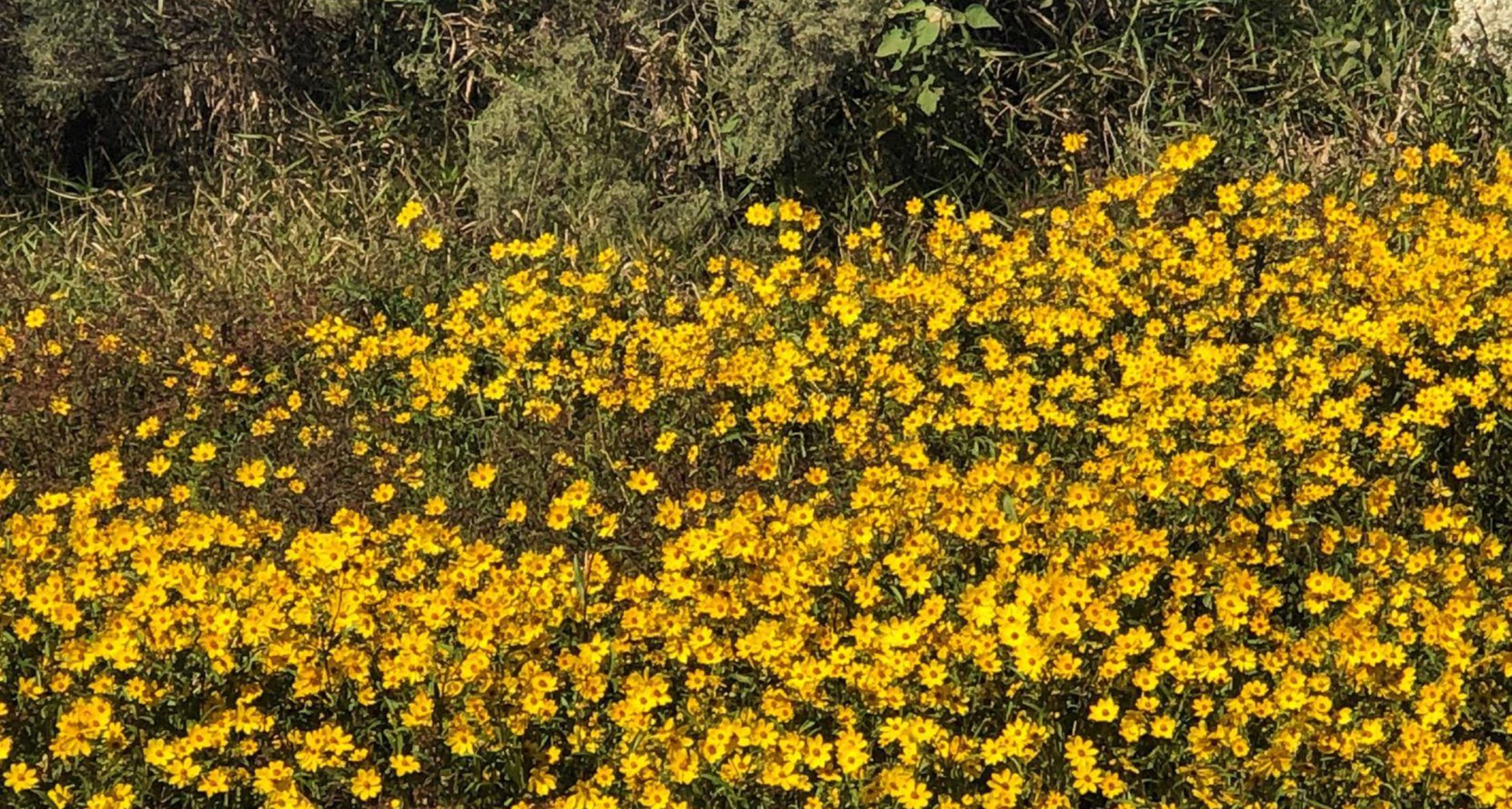 #TeachingTuesday: Swamp Sunflower