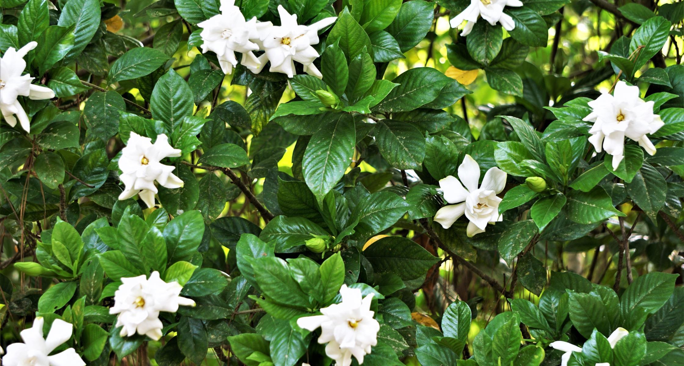 #TeachingTuesday: Gardenia