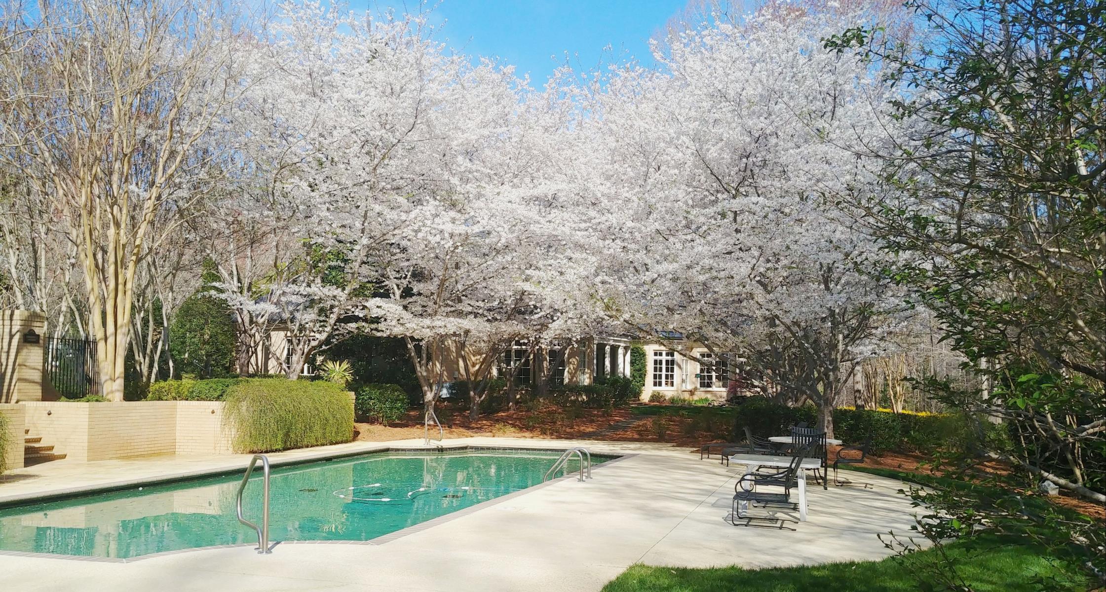 Japanese Flowering Cherry