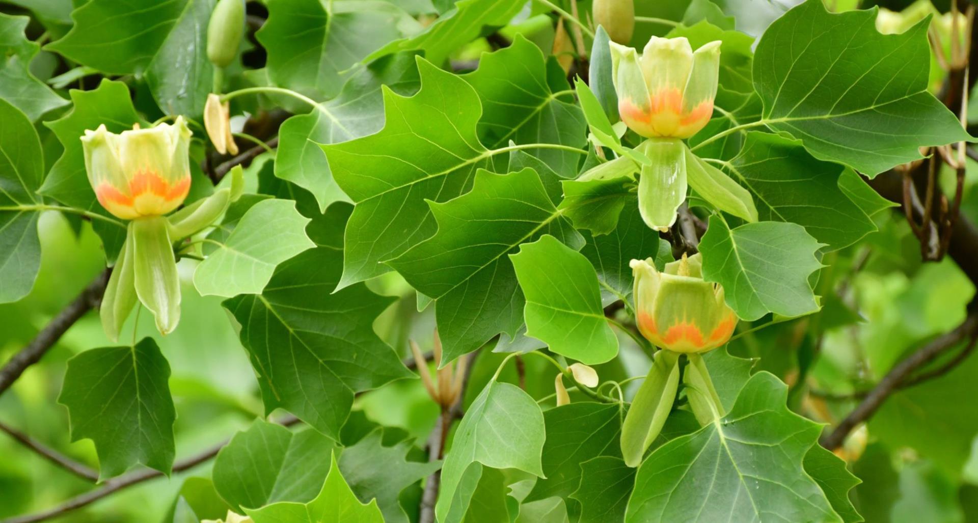 #TeachingTuesday: Tulip Poplar