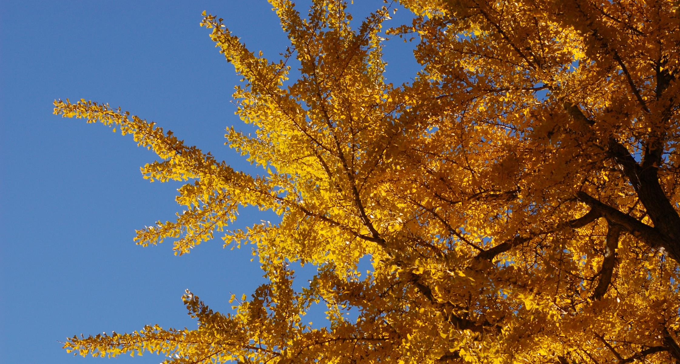 #TeachingTuesday: Ginkgo