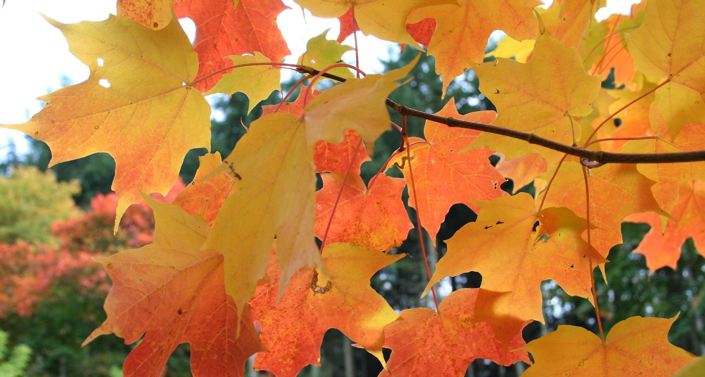 #TeachingTuesday: Sugar Maple