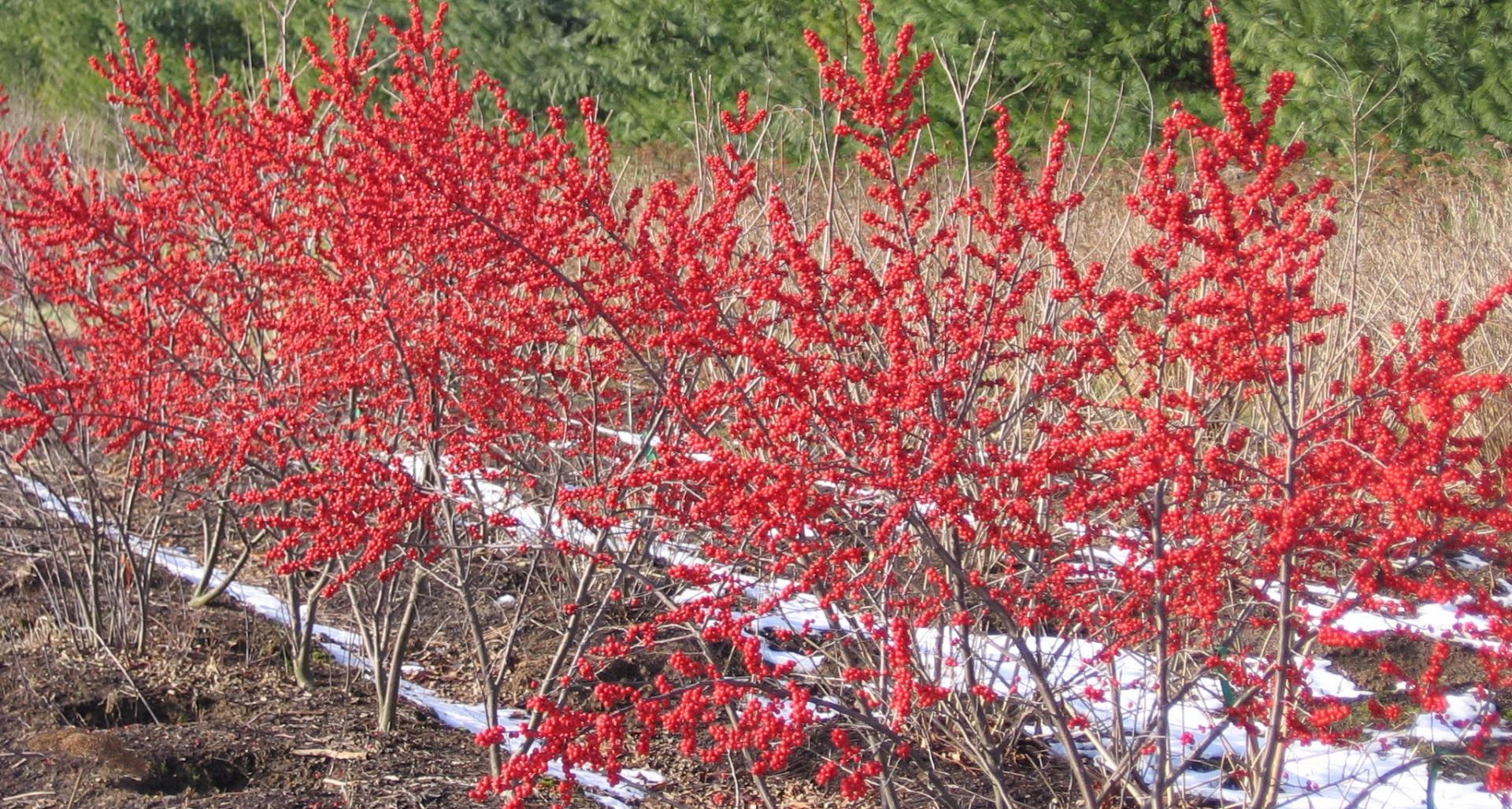 #TeachingTuesday: Winterberry Holly