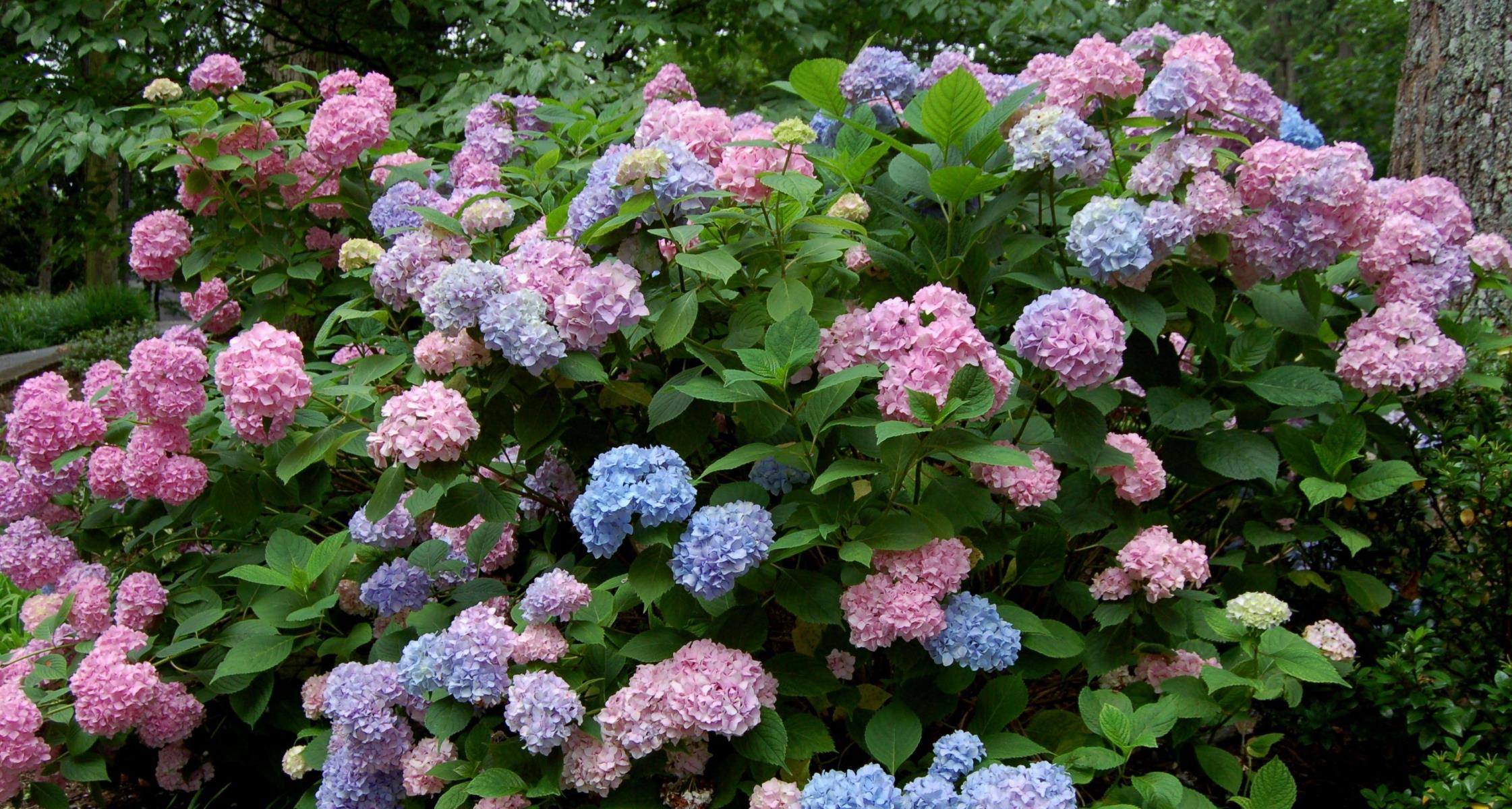 #TeachingTuesday: Bigleaf Hydrangea