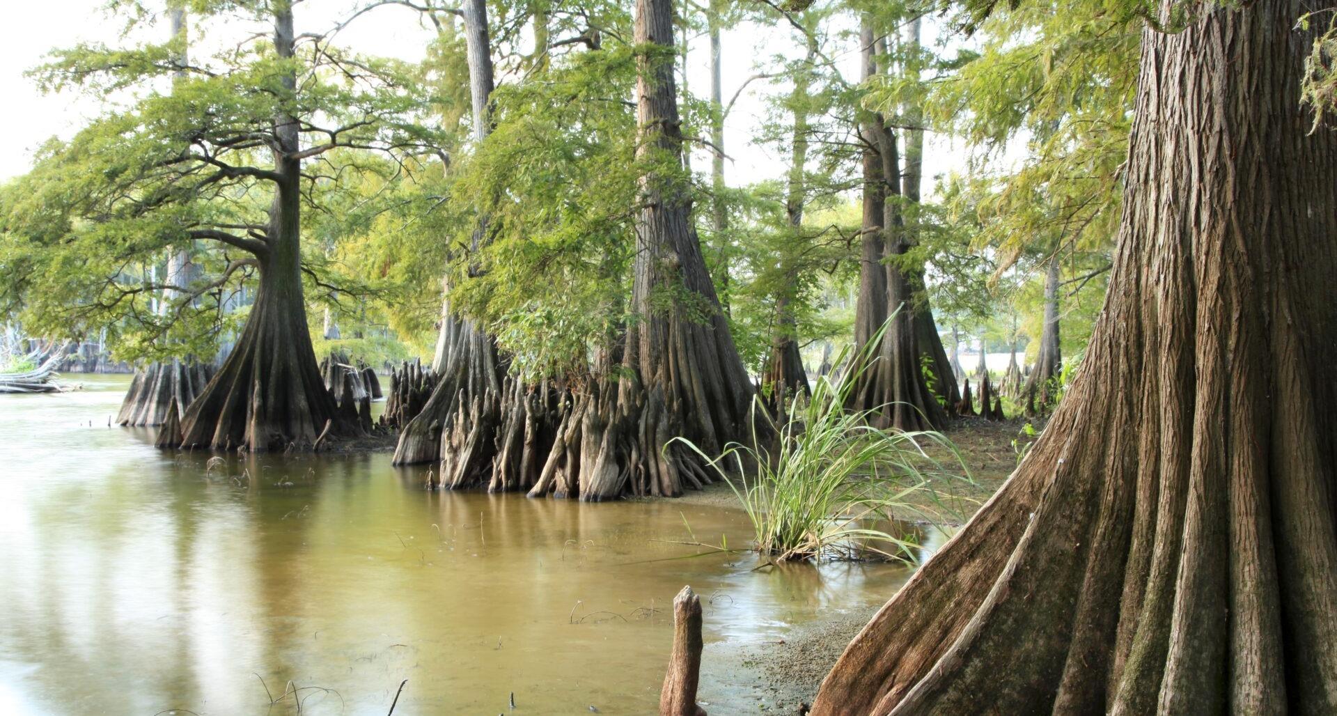 #TeachingTuesday: Bald Cypress