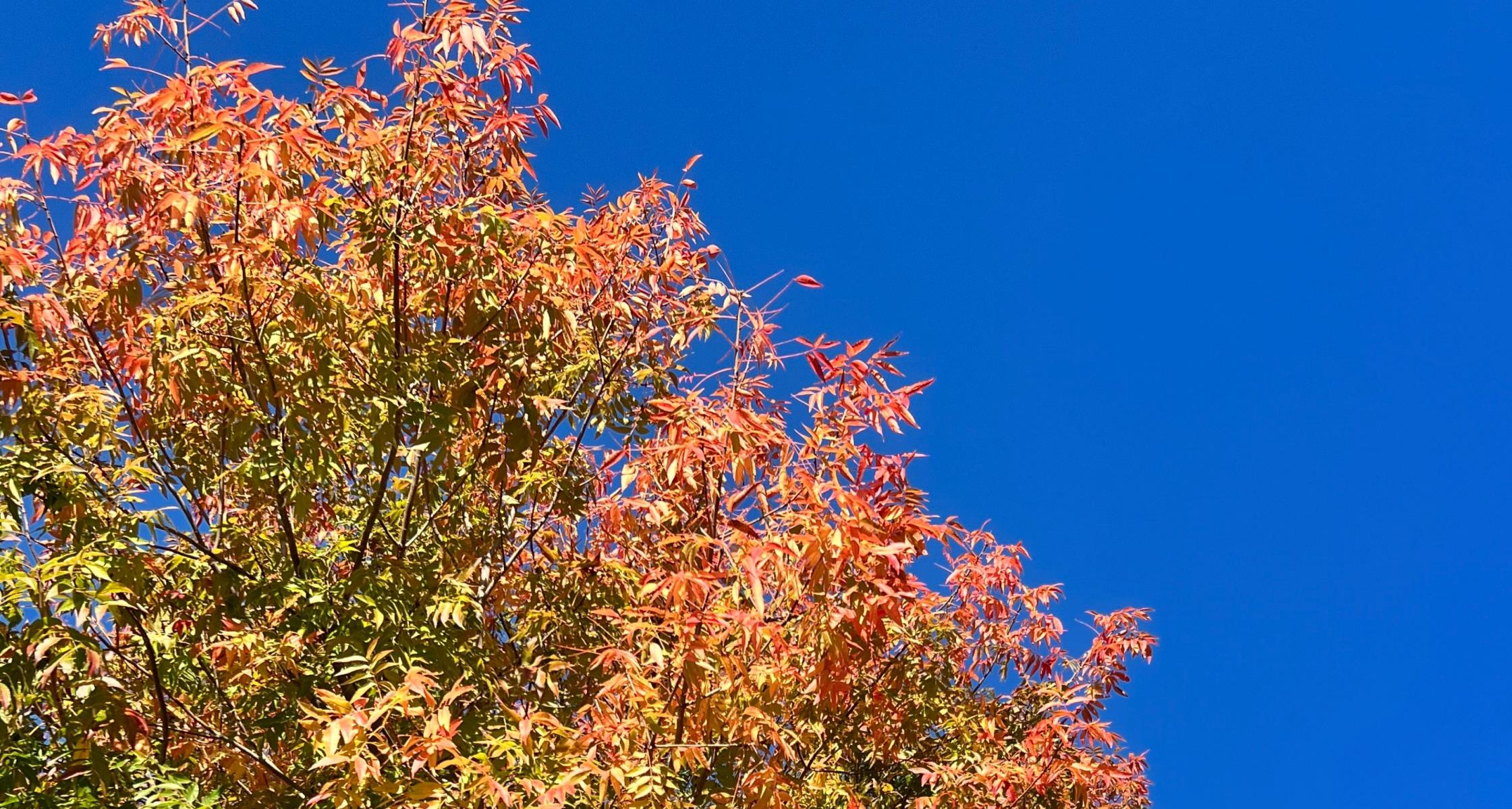 Native trees for fall color