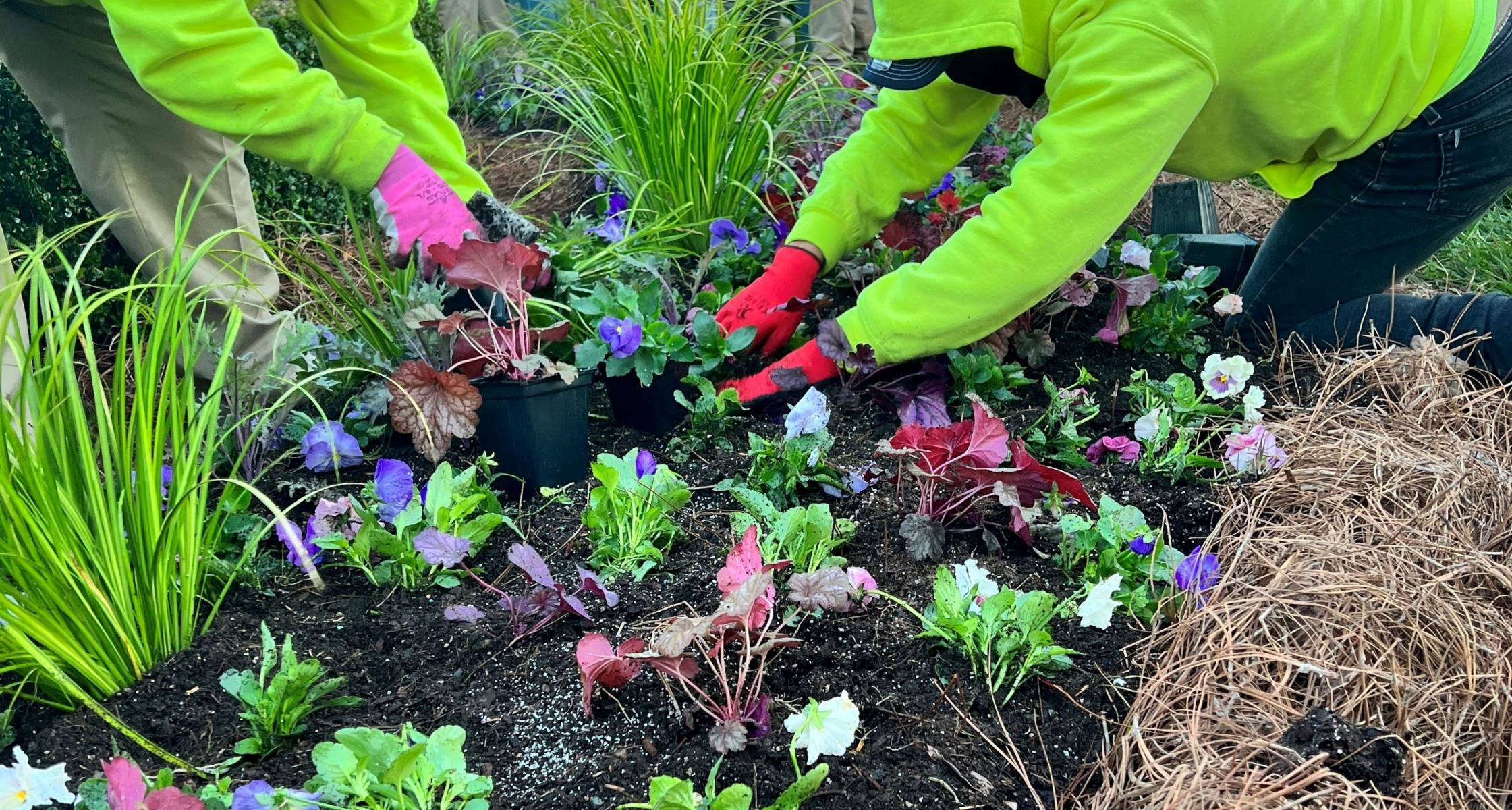 Tips to make your own annual flower bed